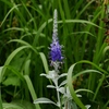 向島百花園34