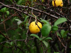 向島百花園31