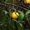 向島百花園31