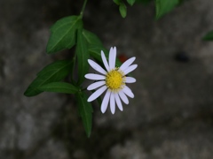 向島百花園16