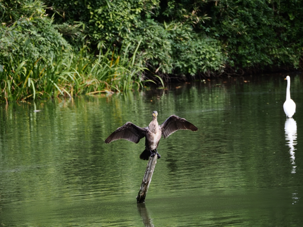 水元公園シン望遠4