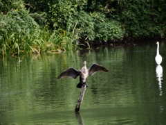 水元公園シン望遠4