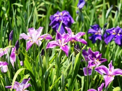 堀切菖蒲園の花菖蒲15