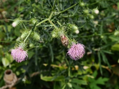 向島百花園37