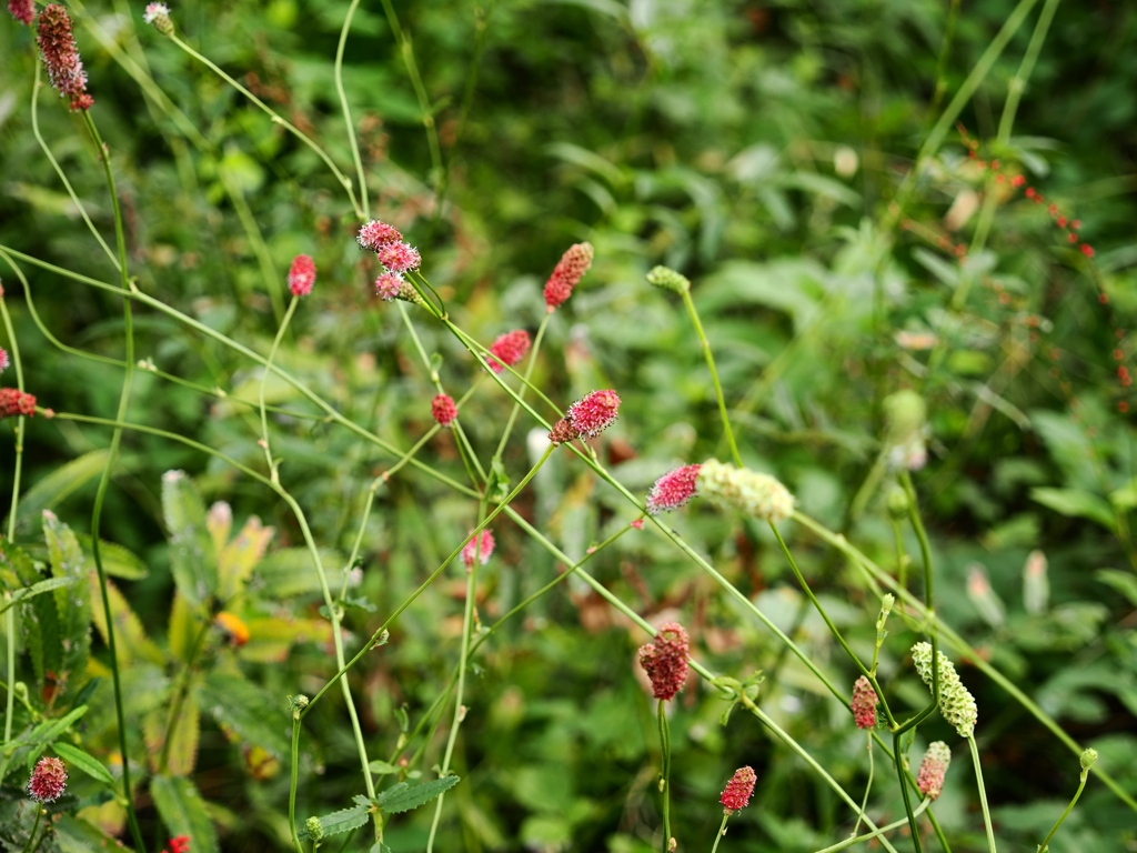 向島百花園29