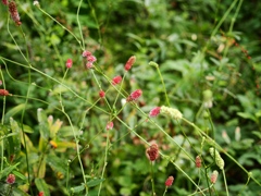 向島百花園29