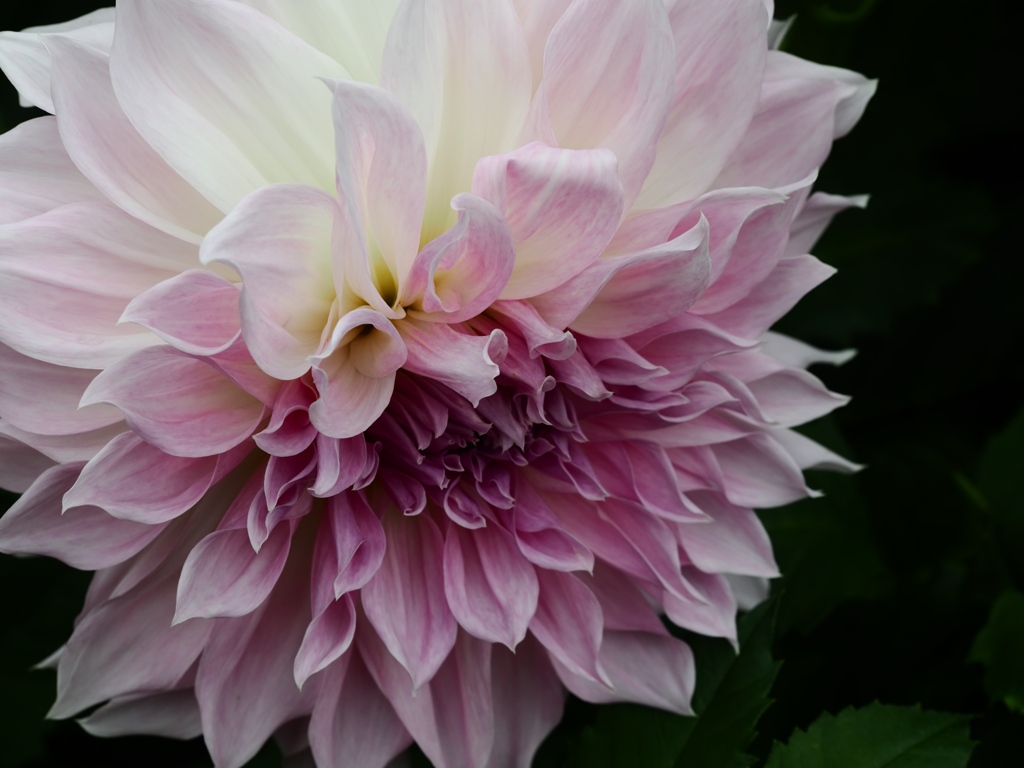 両神山麓花の郷ダリア園61