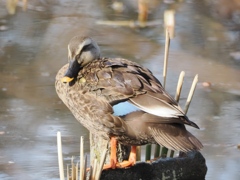水元公園の鳥17