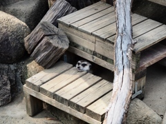 市川動植物園10