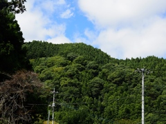 両神山麓花の郷ダリア園3