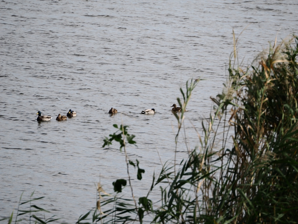 大津川と手賀沼4