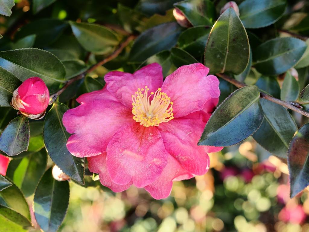 佐倉からの帰りスナップ4