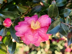 佐倉からの帰りスナップ4