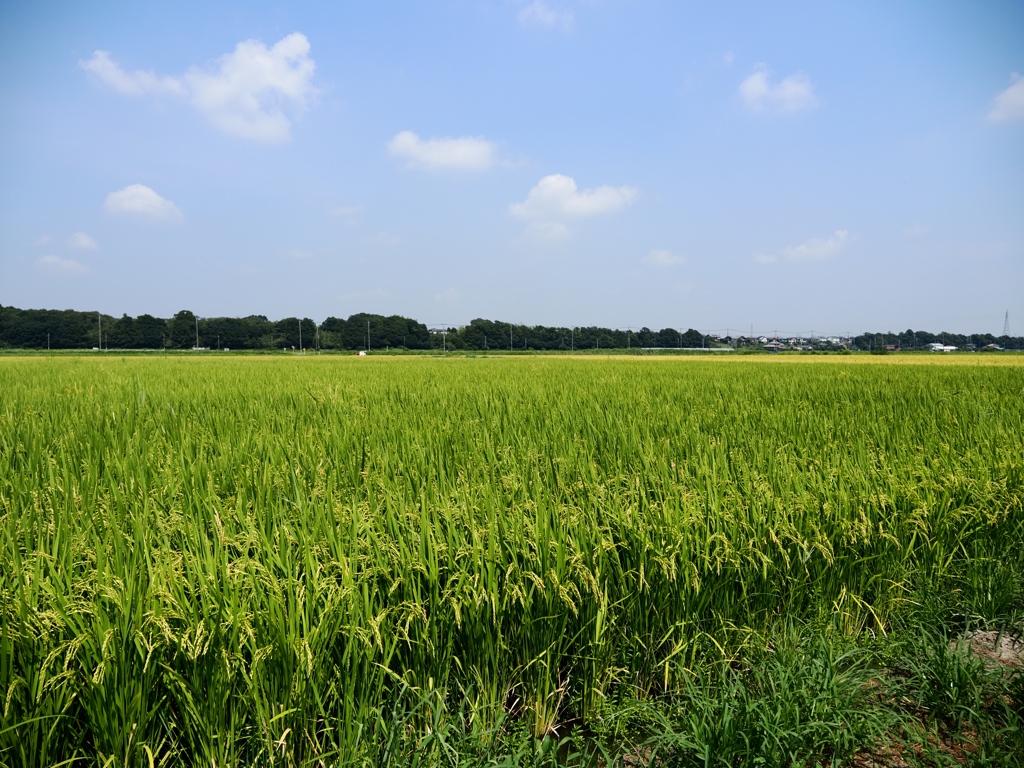 河内町1