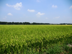 河内町1