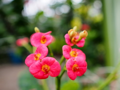 熱帯植物園21