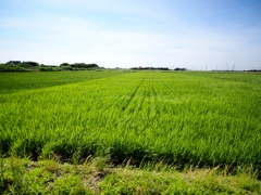 小貝川と常総の野5