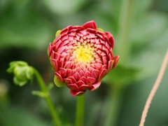 両神山麓花の郷ダリア園60