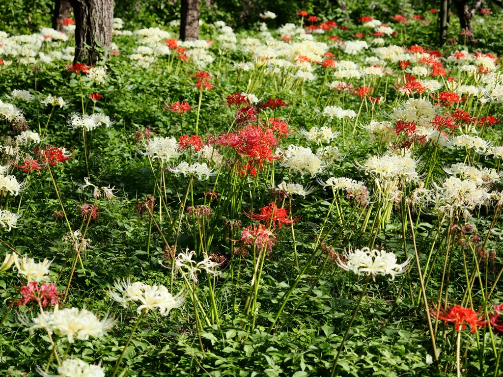 府中郷土の森公園34