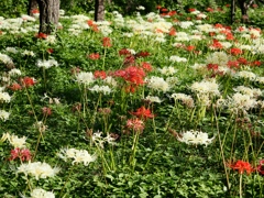 府中郷土の森公園34