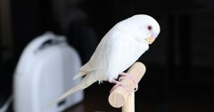 ちょっとおすまし　　ピーちゃん