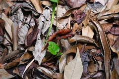 落ち葉に紛れて