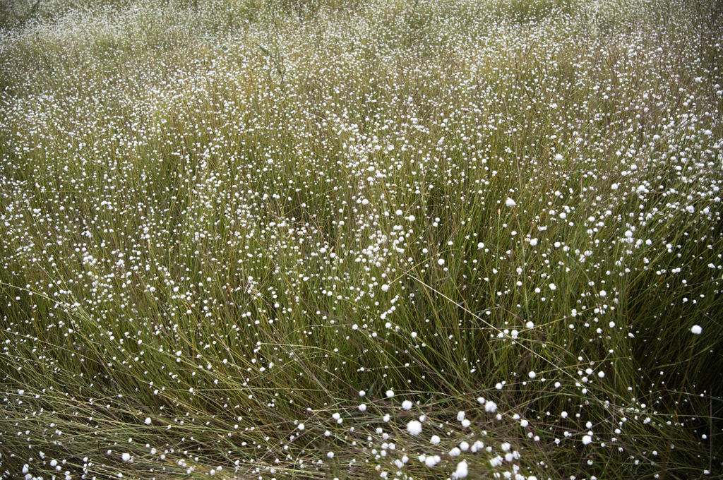 シラタマホシクサ