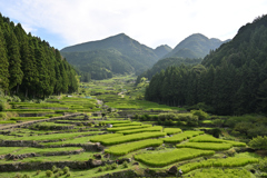 千枚田