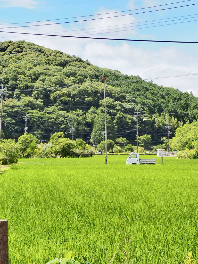夏の田んぼから秋芳洞に向かう