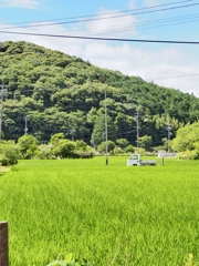 夏の田んぼから秋芳洞に向かう