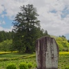 杉沢の大杉