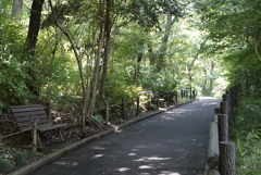 植物歩道