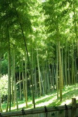 竹林