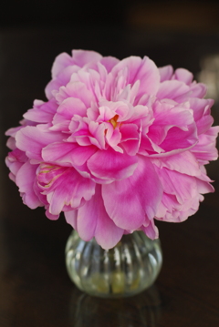 シャクヤク_Paeonia lactiflora