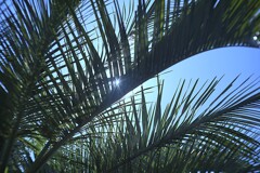 ヤシ