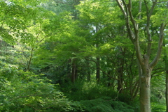 森林浴