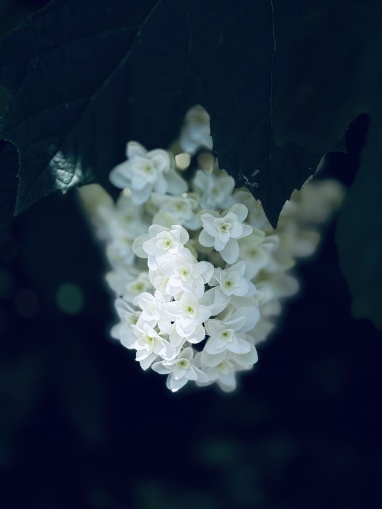 カシワバアジダイ