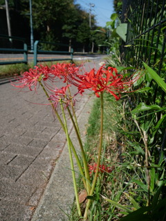 彼岸花