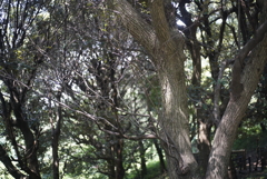 枝