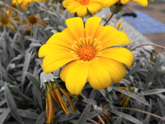 ガザニア_勲章菊