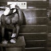 chimpanzee