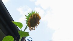 枯凋