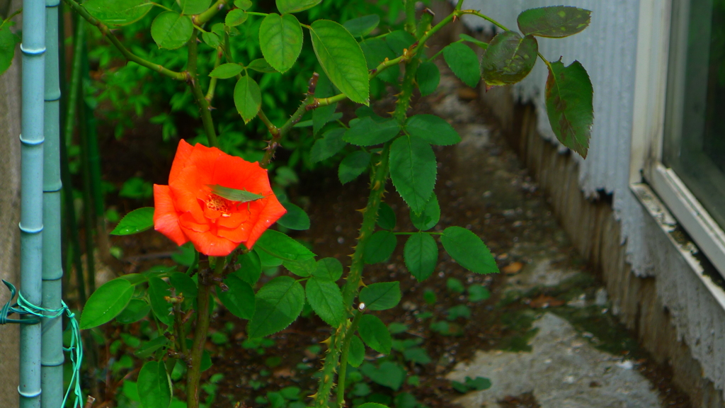 薔薇