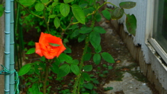 薔薇