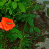 薔薇