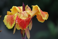 IMGP0881