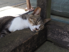 猫も夏バテ