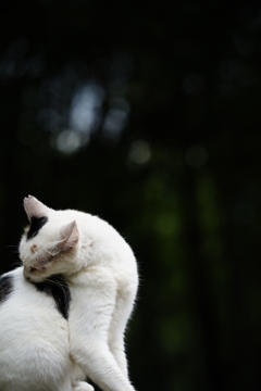 ねこ