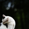 ねこ