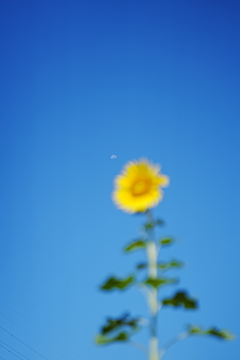 月と太陽